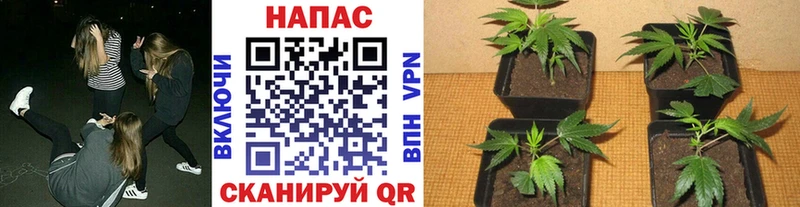 Каннабис марихуана где купить наркотик Усть-Лабинск